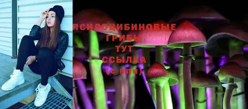 купить наркотики сайты  Заозёрск  Галлюциногенные грибы Cubensis 